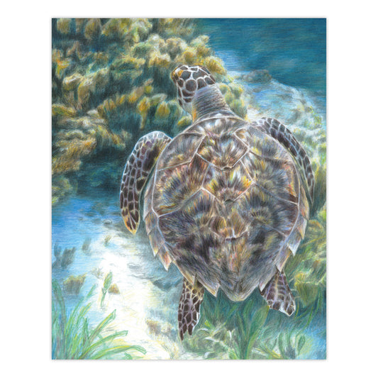 CPN20 | Colour Pencil by numbers™ 13pc 8.75" x 11.75" Sea Turtle Project