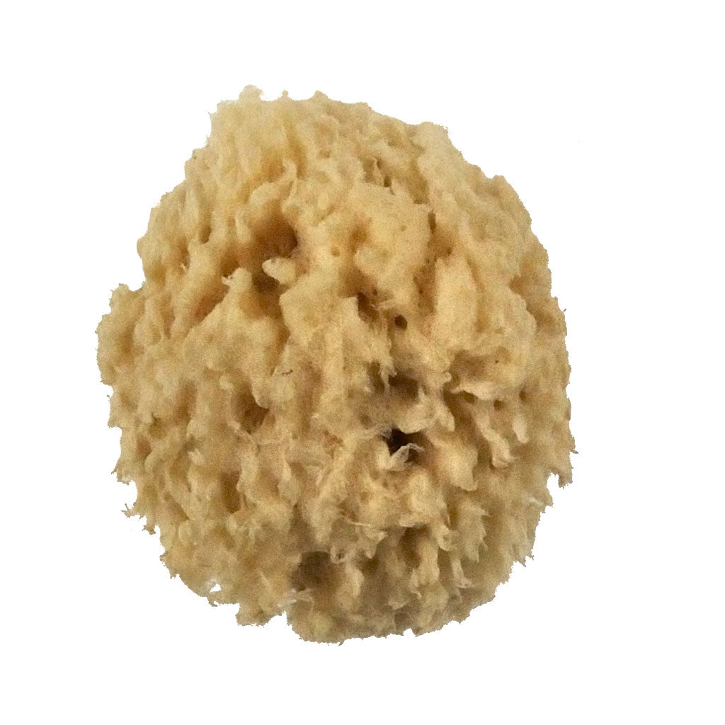 R2013-B - Bulk Sea Wool Sponges - 1.5" - 2"