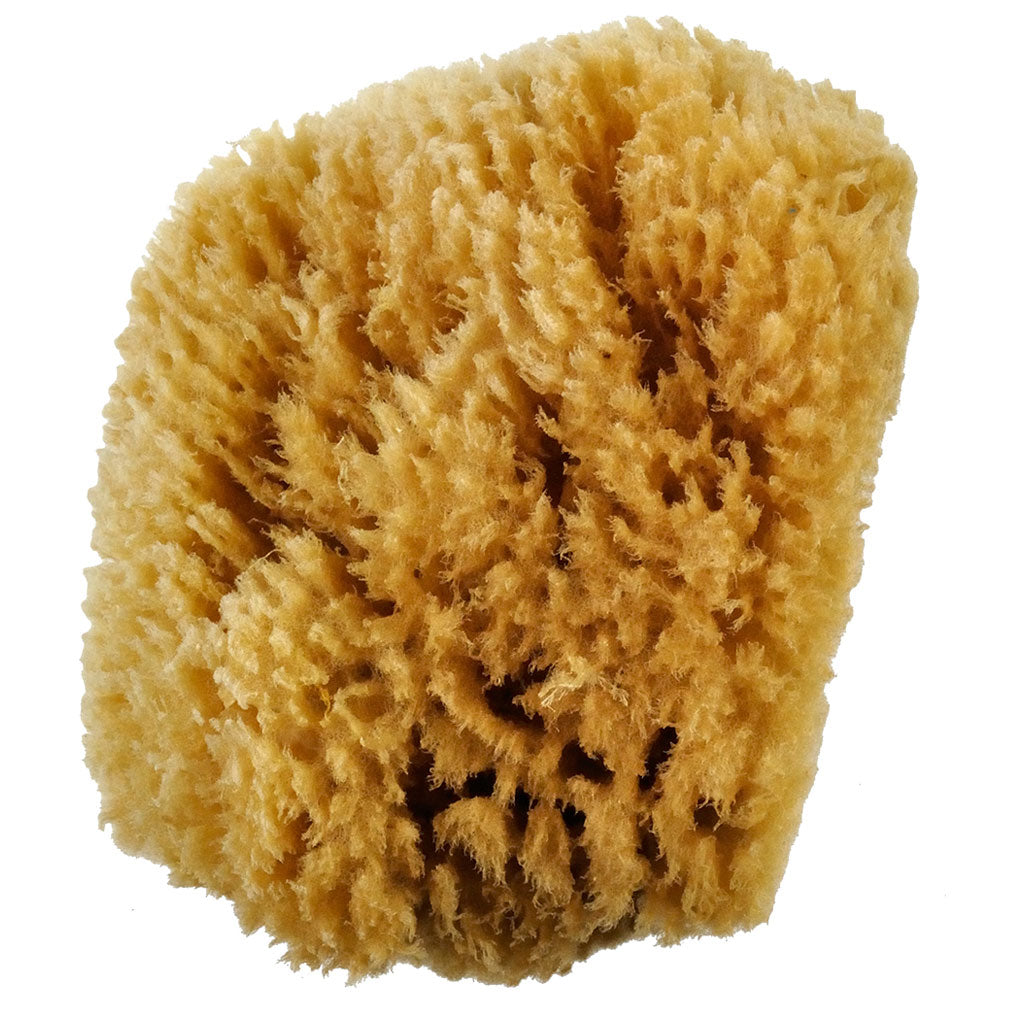 R2040-B - Bulk Caribbean Sponges - 5" - 6"