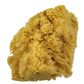 R2094 | Jumbo Caribbean Sponge