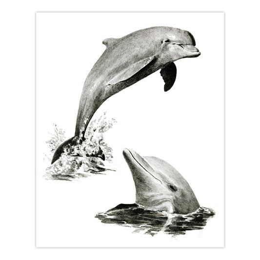 SKBN19 | Sketching Made Easy™ Dolphins 10pc 8.75" x 11.75" Sketching Art Project